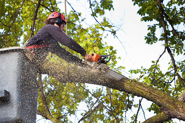 Tree Service